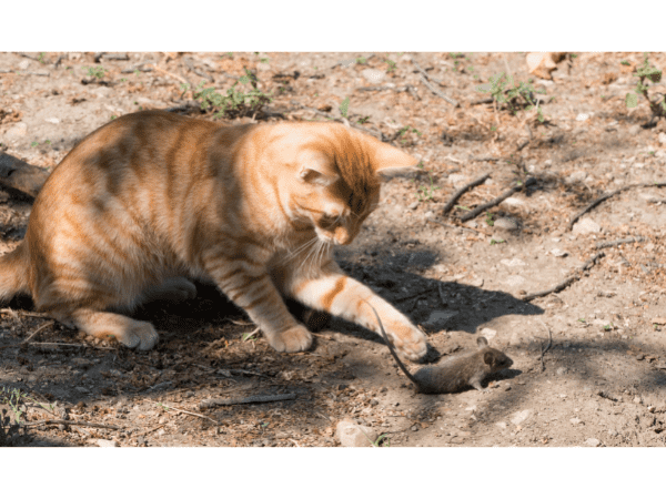 Ako vyhnať myši - s pomocou mačky