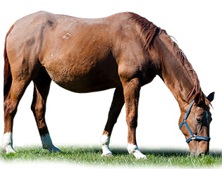 Kone