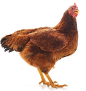 Podstielky pre hydinu